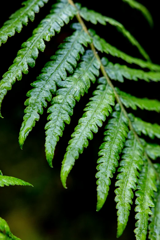 close up view of a fern leaves on a dark background