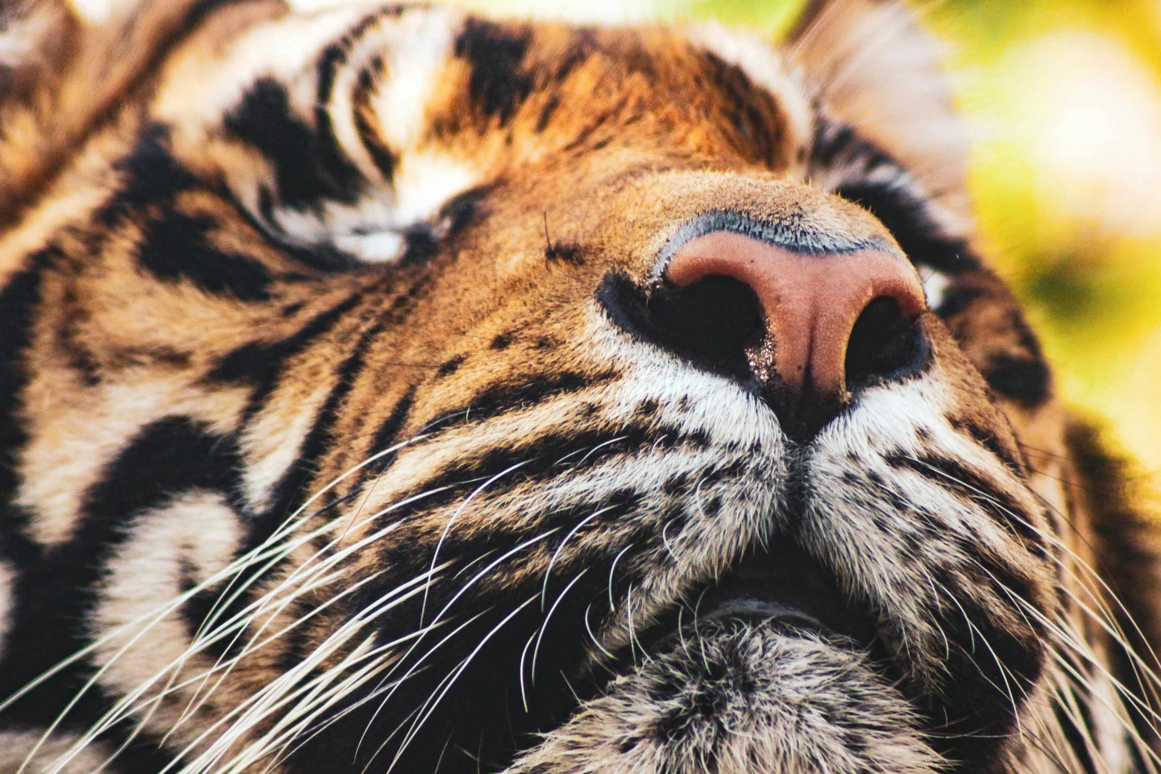 the face of a tiger close up on an unfocused po