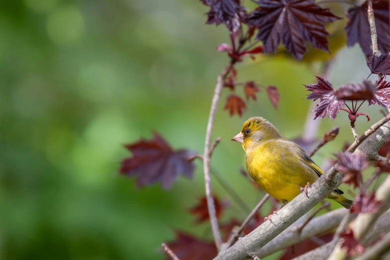 the bird is perched on the nch of the tree