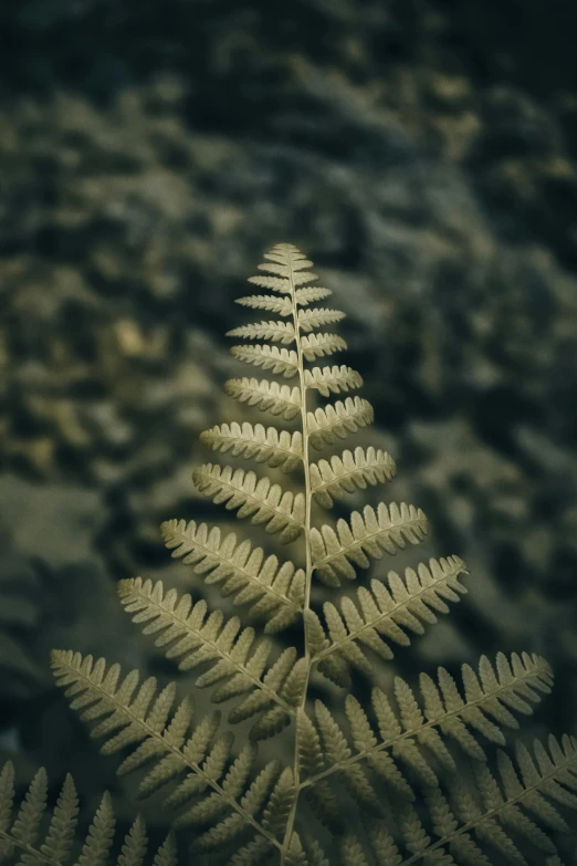 a fern with white fronds on it