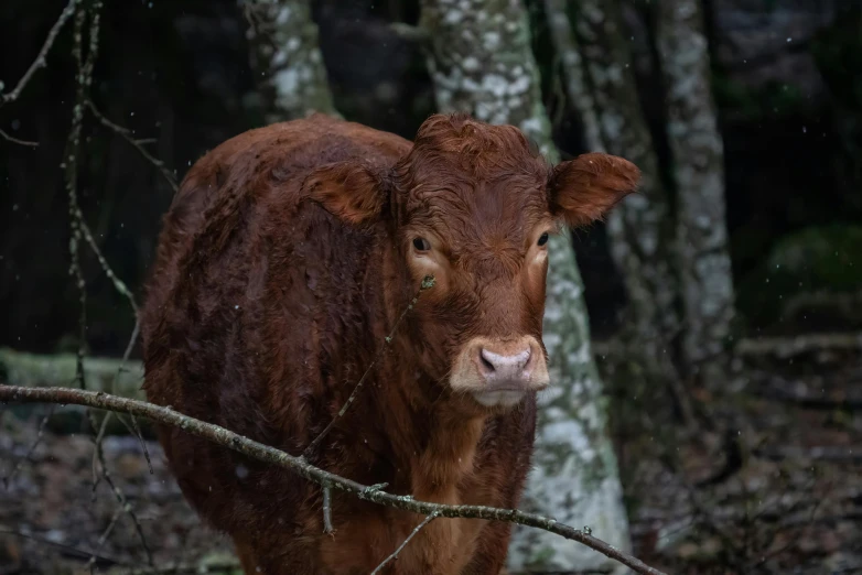 an image of a cow in the woods