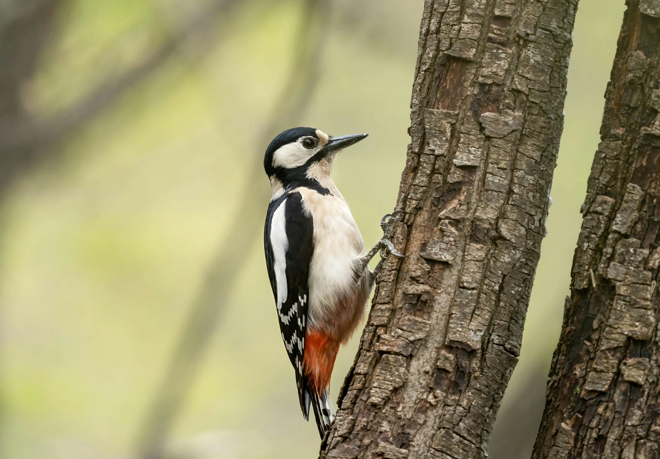 a bird perched on a tree nch next to its nest