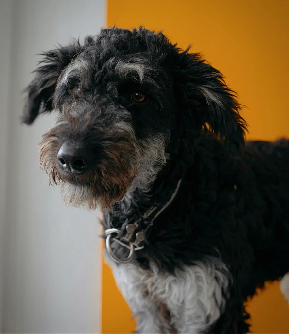 a dog with his mouth open on a leash