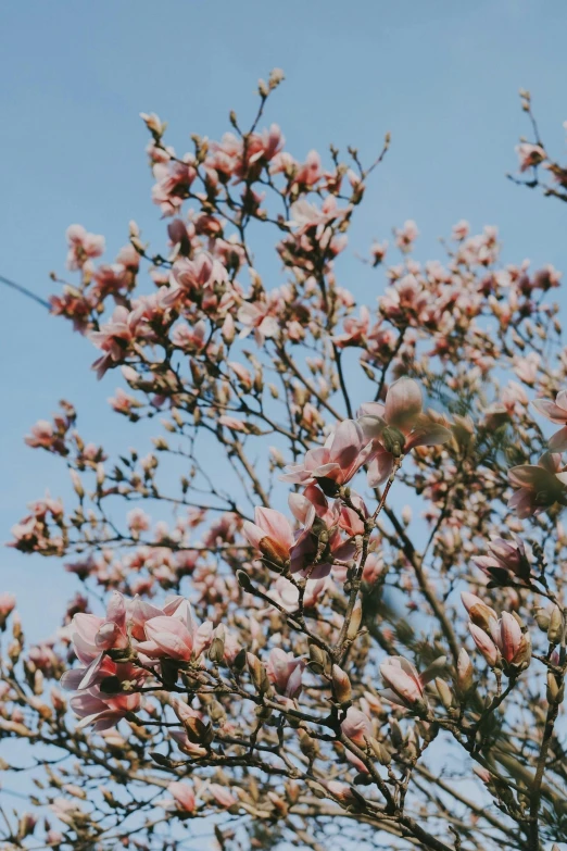 pink flower tree with pink flowers on nches in the daytime