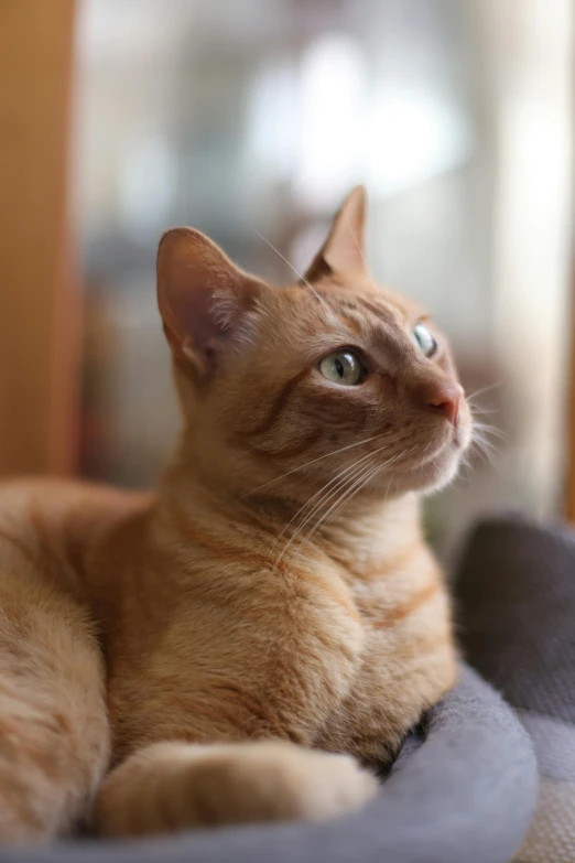 a yellow cat with blue eyes resting on a bed