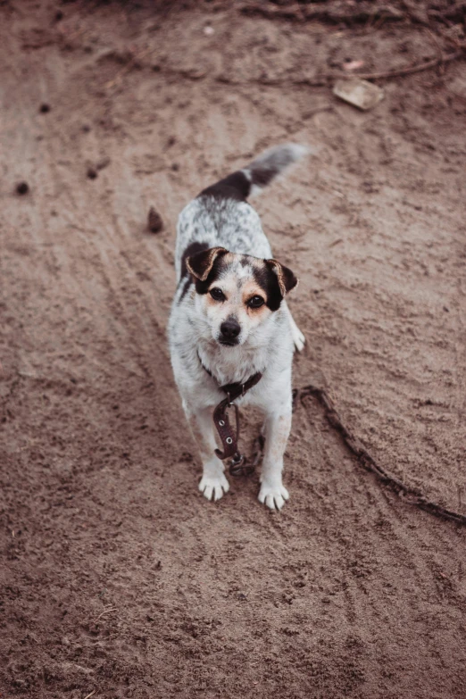 a dog standing in the sand with his head down