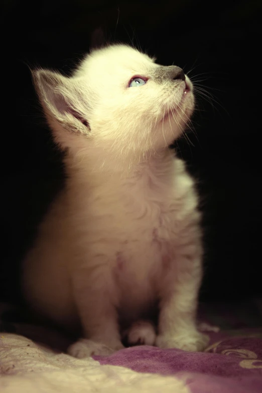 a kitten sitting on a blanket and looking upward