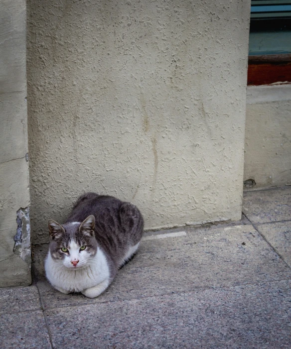 cat sitting on the side of a building looking at the ground