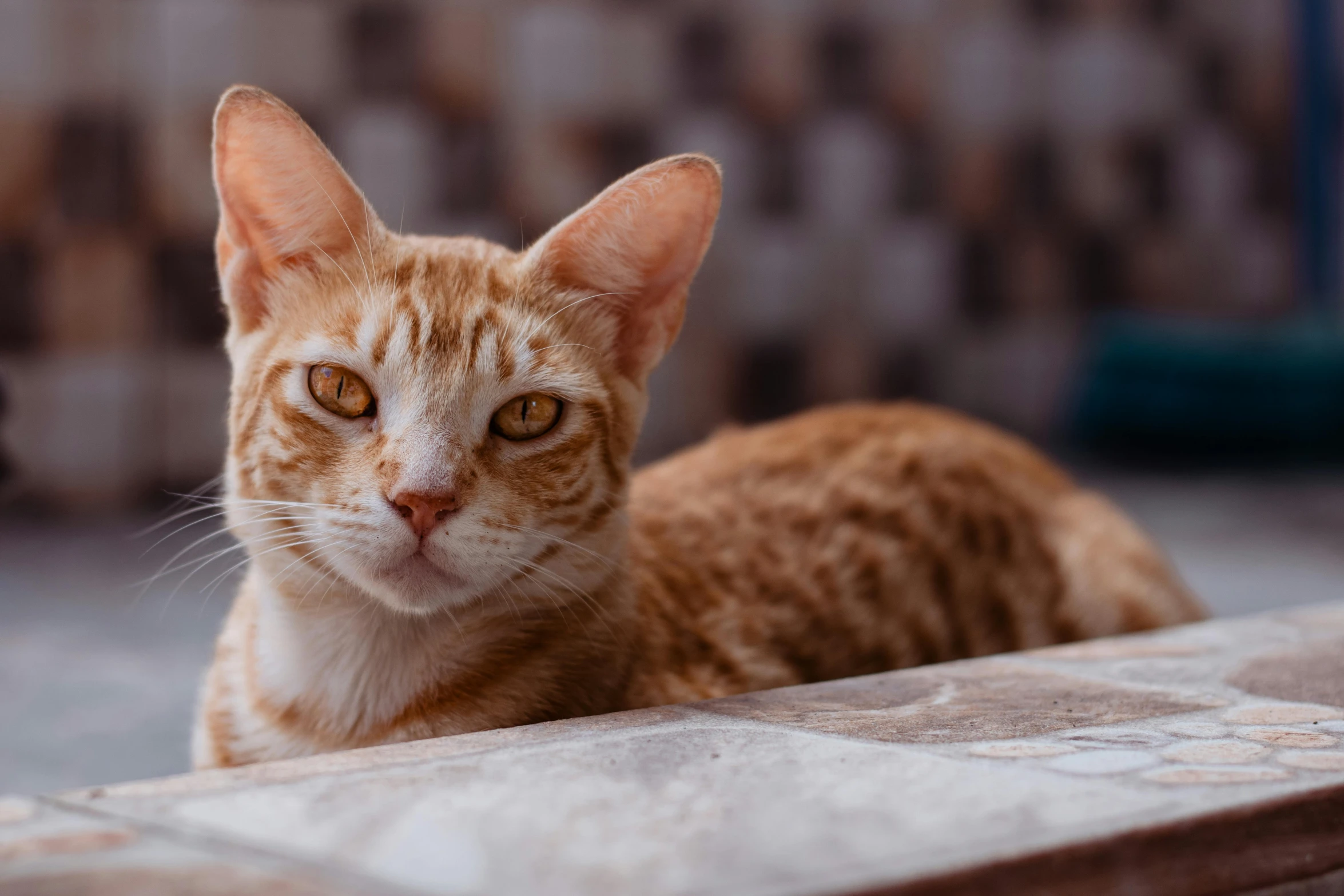 a cat looking at the camera with a sad look on its face