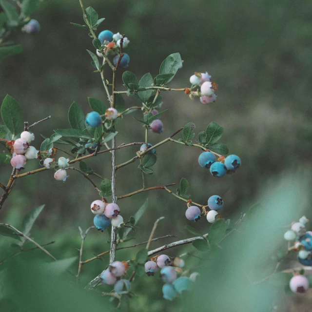 some very pretty small berries on a tree