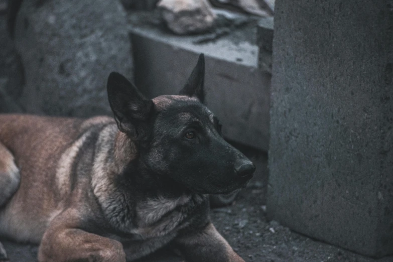 a black dog laying down next to a trash can