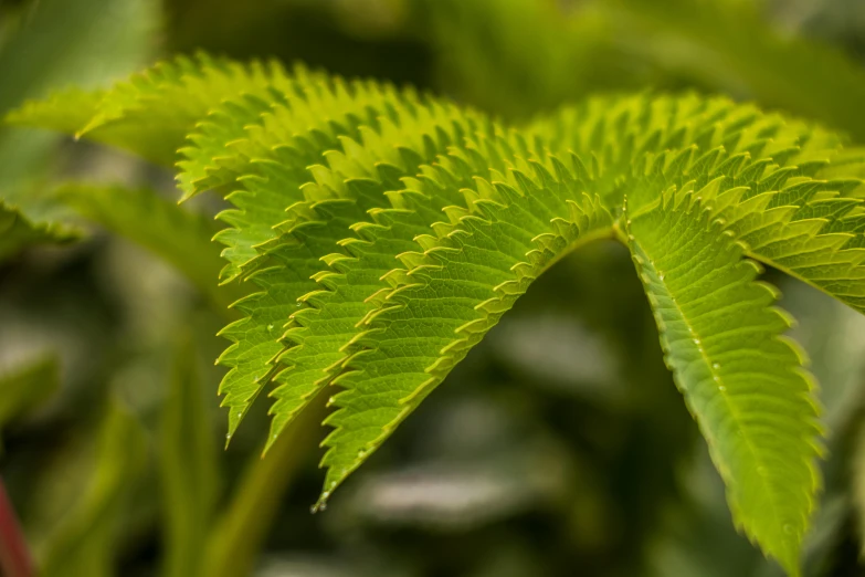 a leaf is shining bright with green leaves