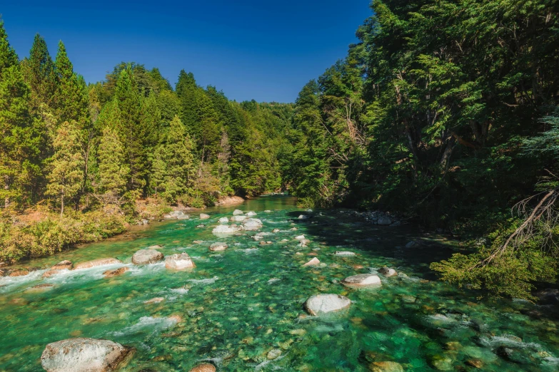a river with green mossy banks surrounded by pine trees