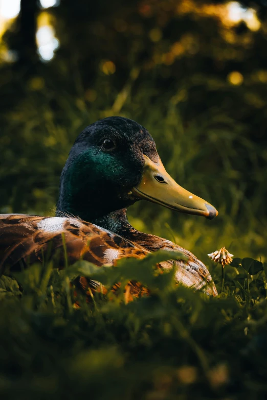 a close up of a bird in the grass