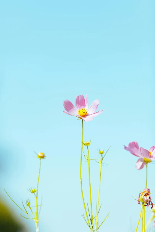 some flowers that are growing in some water