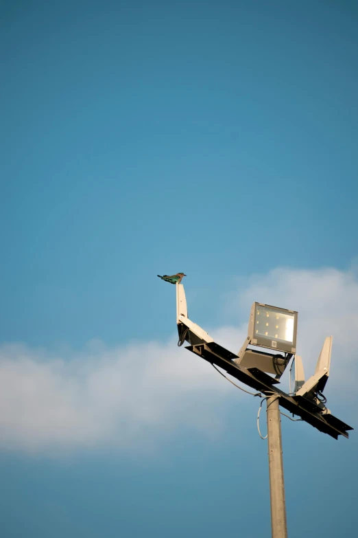 there is a small bird flying past a high lamppost