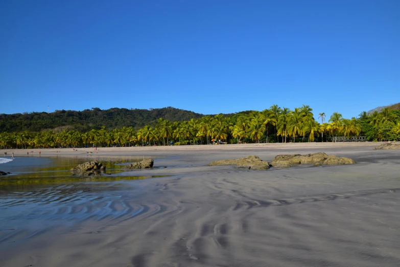 the large beach is full of sand and palm trees