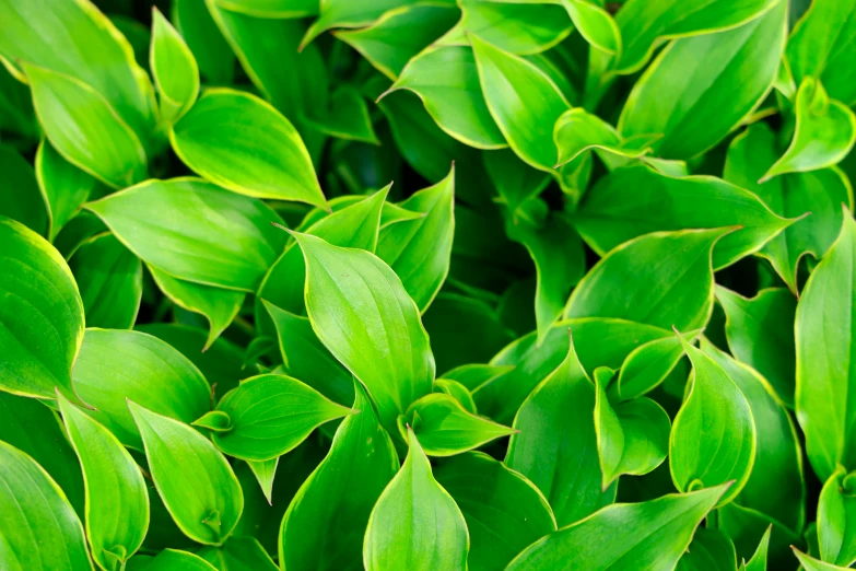 green leaves that are not very large in a garden