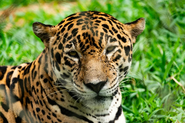 an image of a large jaguar laying on the grass