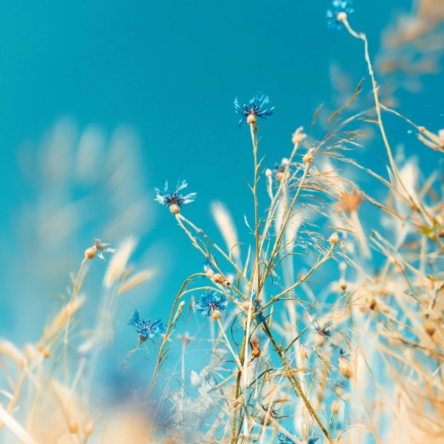 small blue flowers sit in a blue field