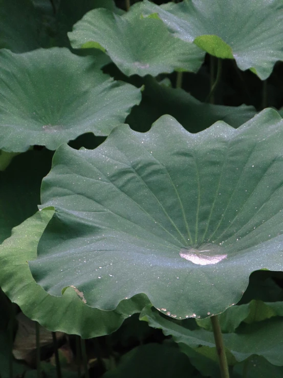 large green leaves with white water droplets in middle
