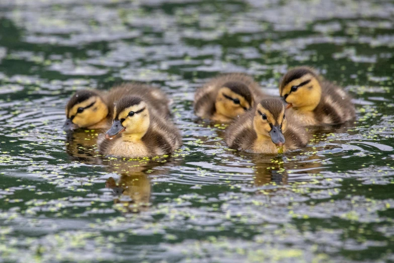 three ducklings swimming in the middle of the pond