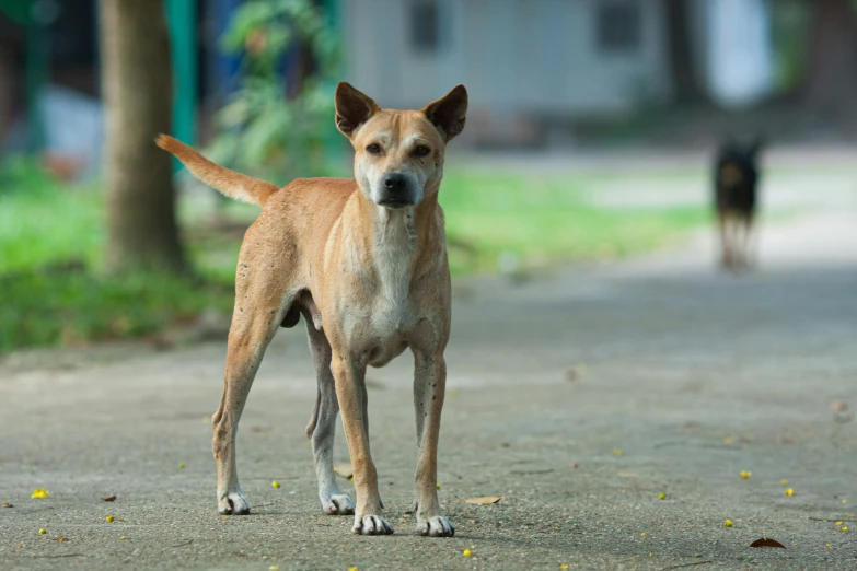 a brown and white dog walking down a street