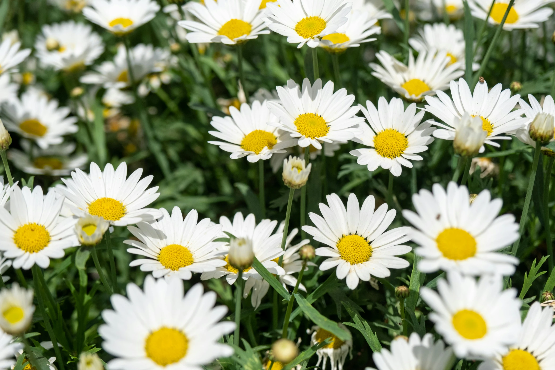 a field of daisies is pictured as the sun shines