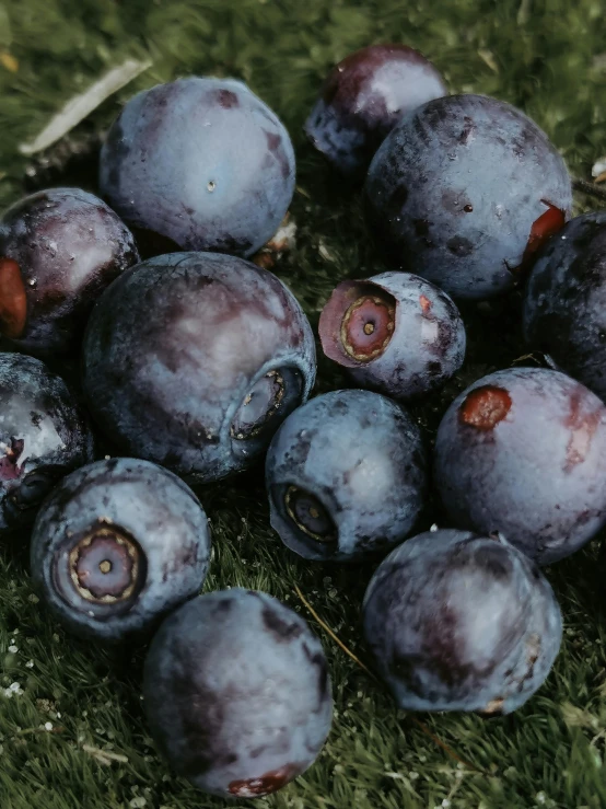 blueberries lying on the ground in a pile