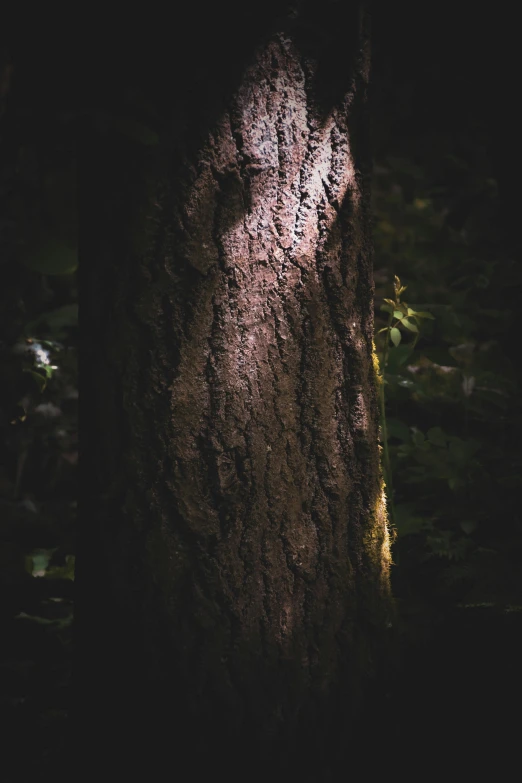the bark of a tree is almost covered with light from behind