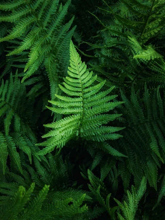 green ferns with leaves are shown close up