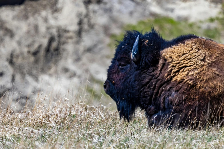 a bison looks at the camera in a grassy area