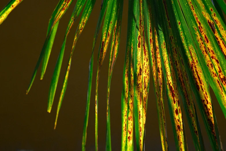 a palm tree with brown spots and green leaves