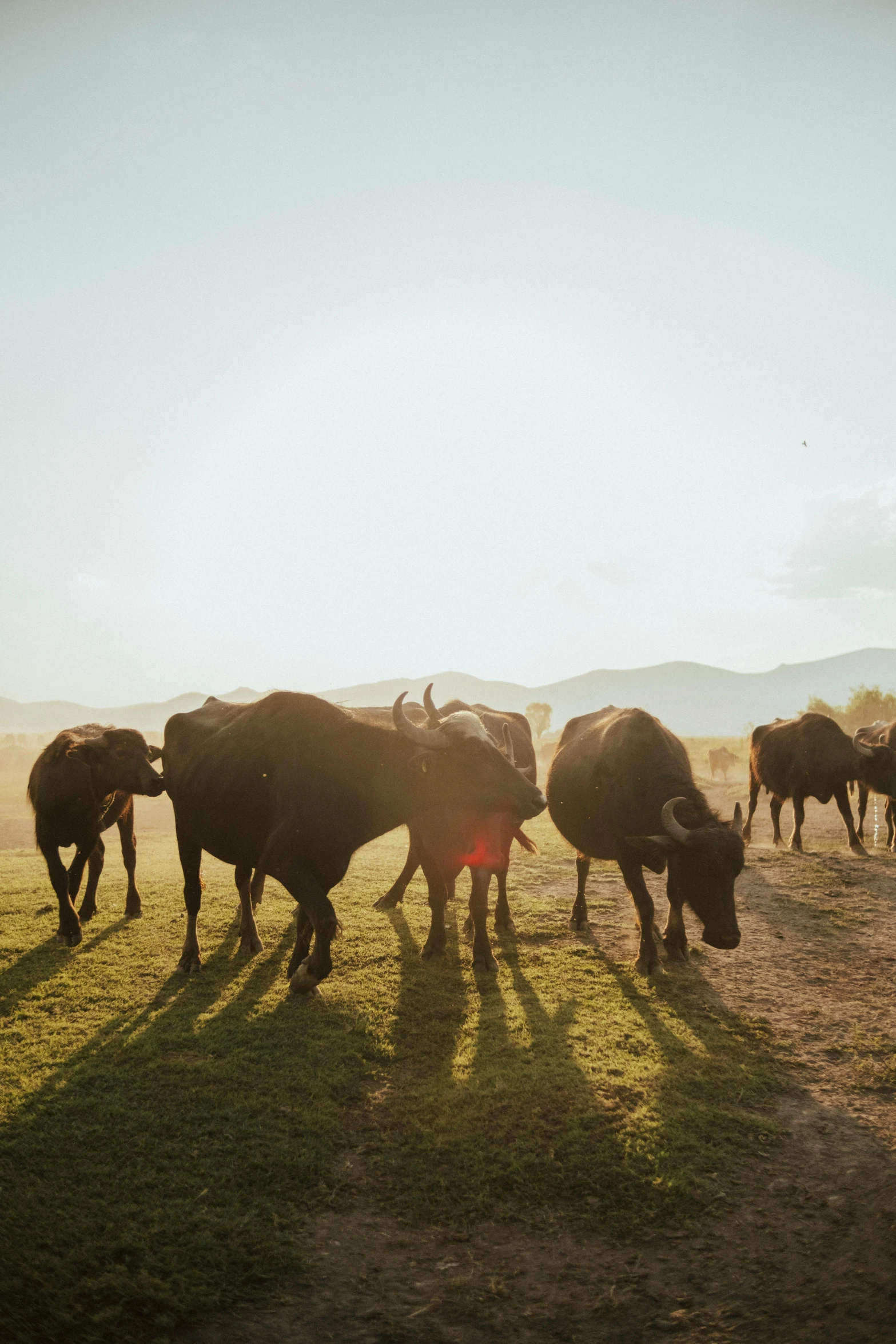 a group of cows are standing in a field