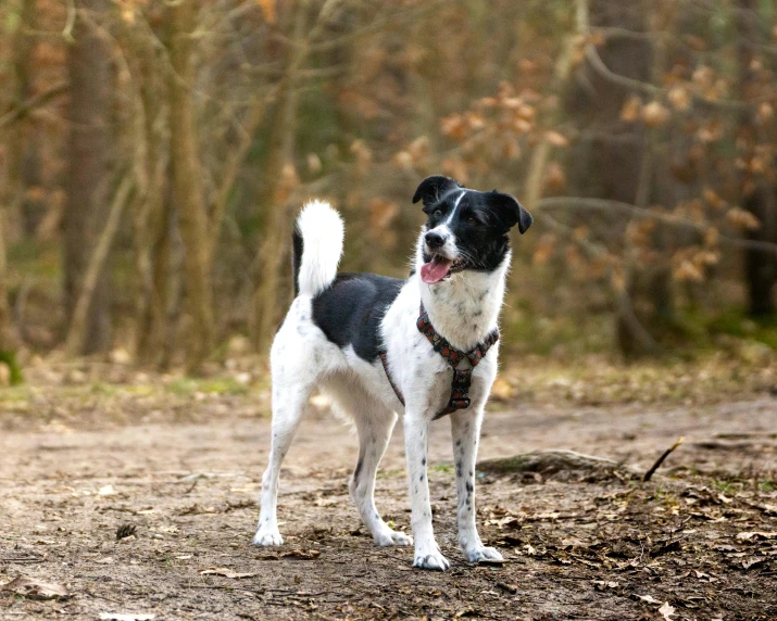 a cute little black and white dog in the woods