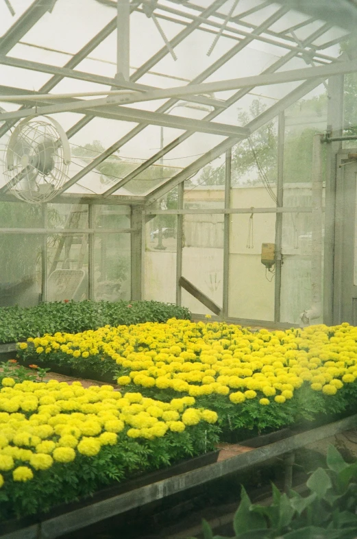 yellow flowers growing in the greenhouse and in the foreground