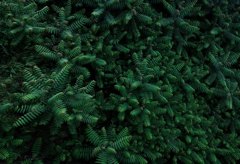 the green foliage is close up on the tree