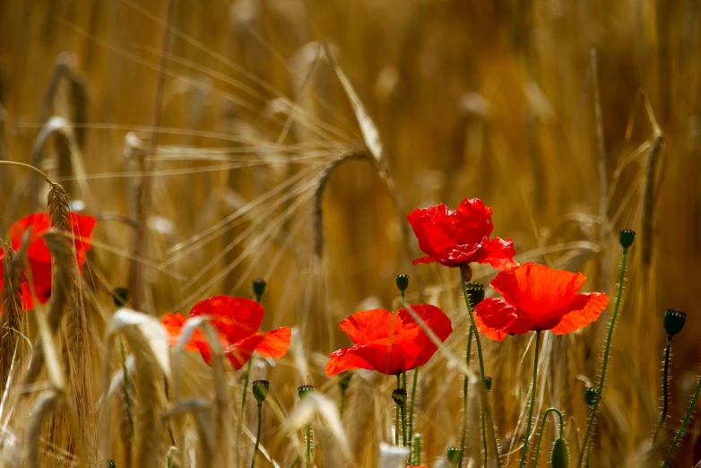 some red flowers that are by some tall grass