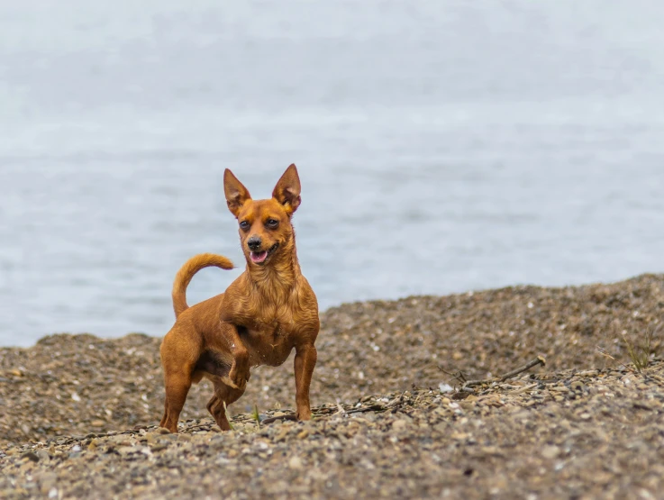 a dog with its mouth open by the ocean