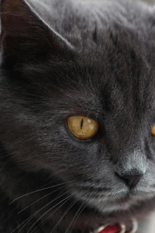 a black cat looking out the window