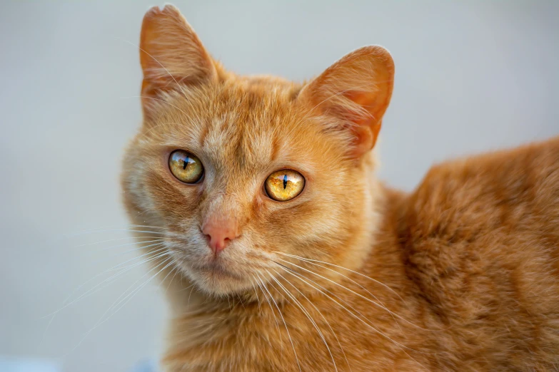 an orange cat with big eyes looking up at the camera