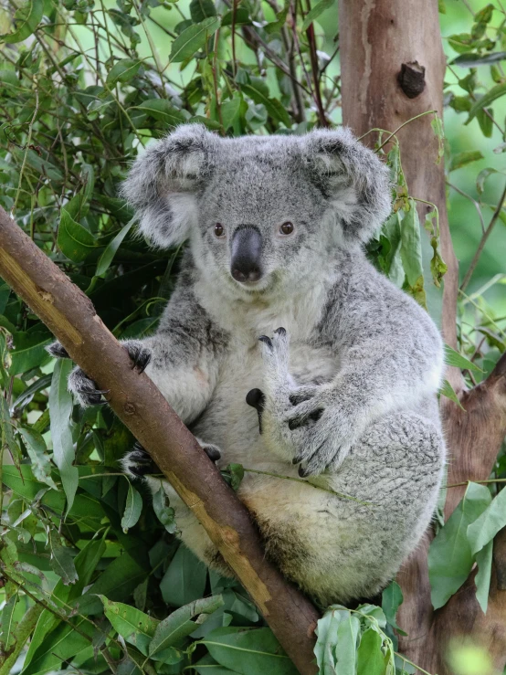 a mother and baby koala sitting in the tree