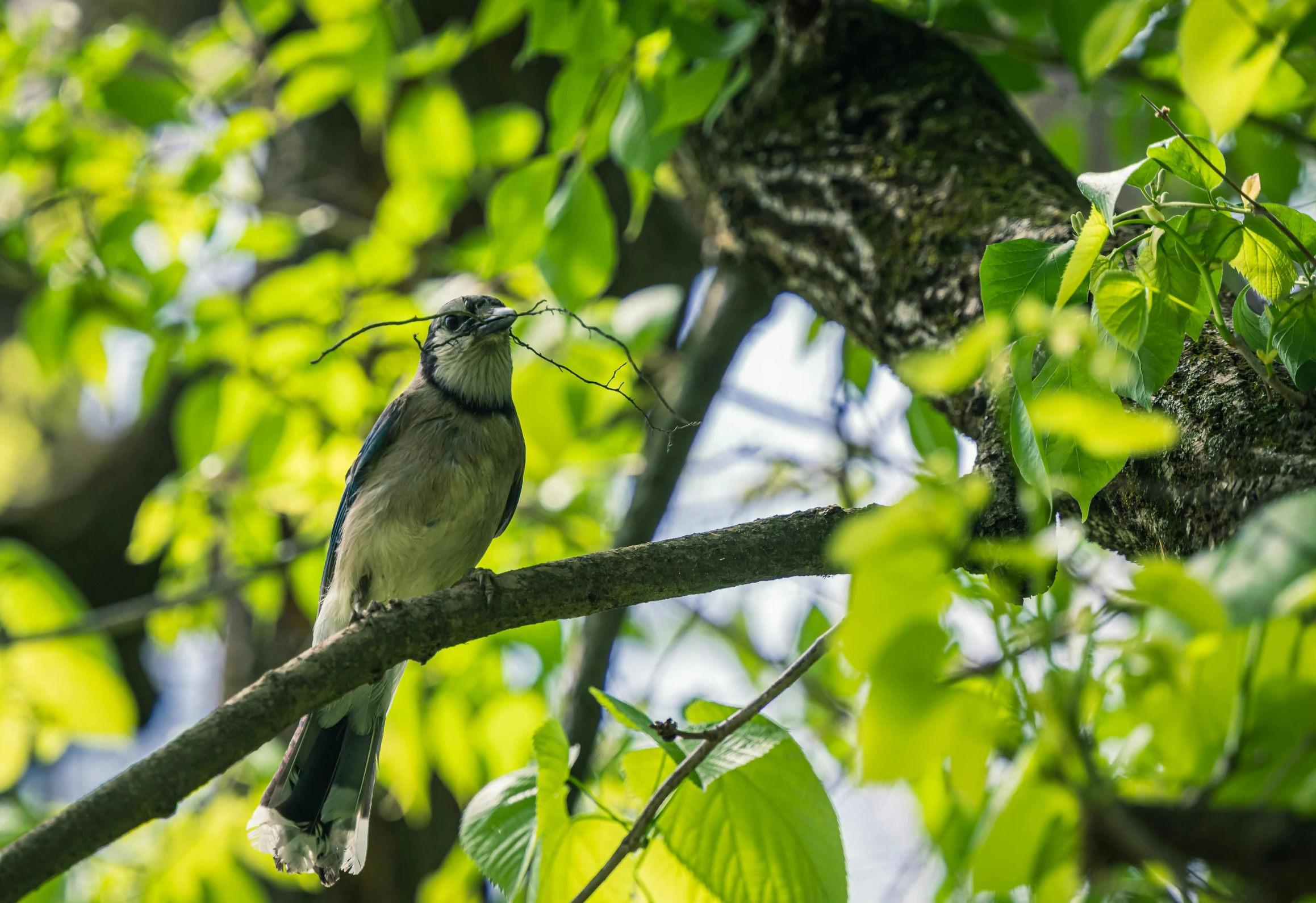 a bird that is perched on a nch