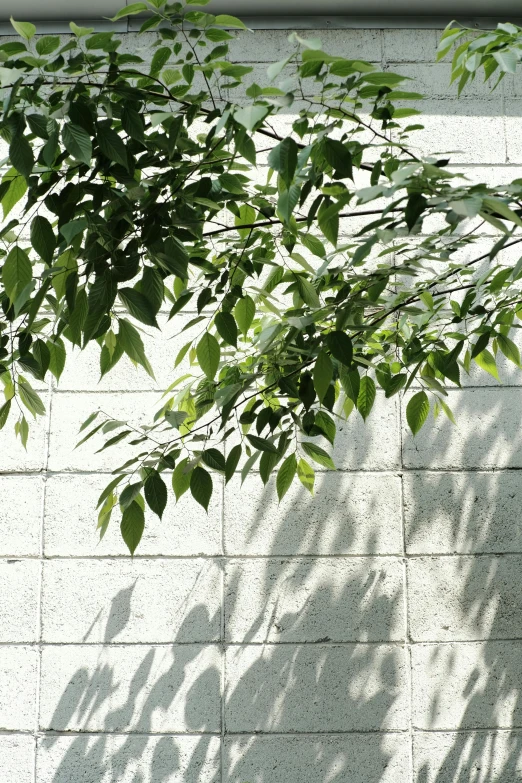 the shadow of a plant and a building