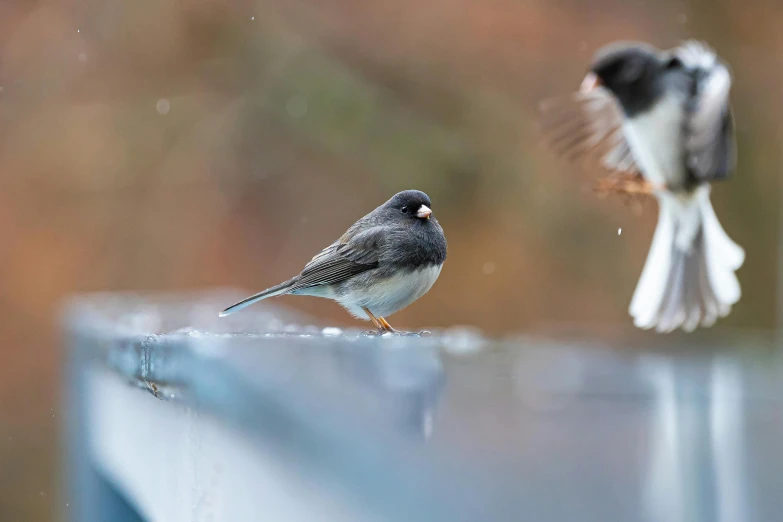 two small birds sitting on top of a metal rail