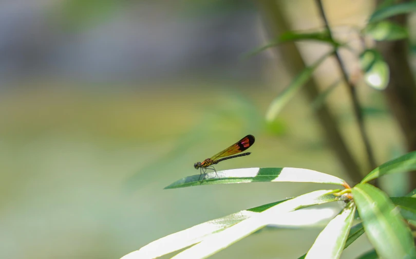 a red dragon fly perched on a plant