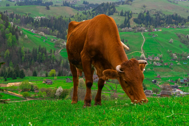 a cow that is grazing on some grass