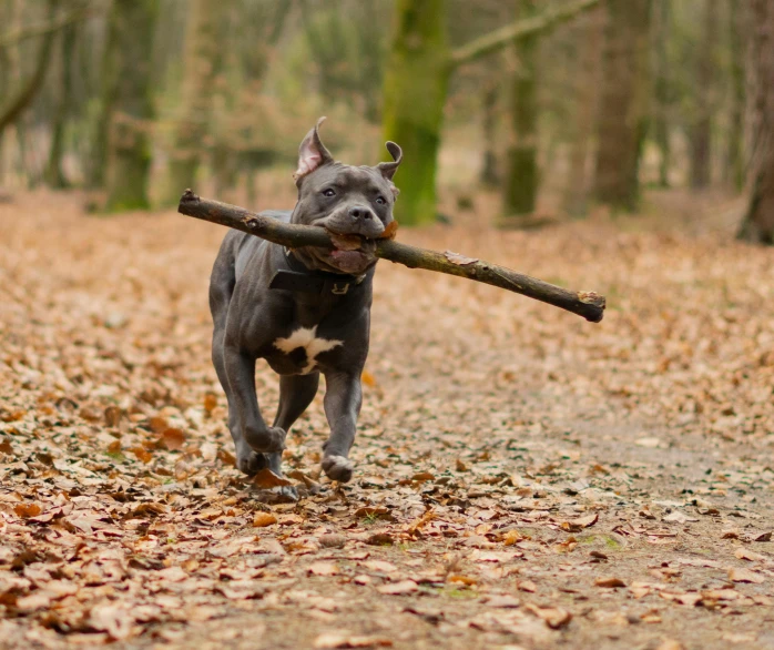 a gray dog carrying a large nch on it's back