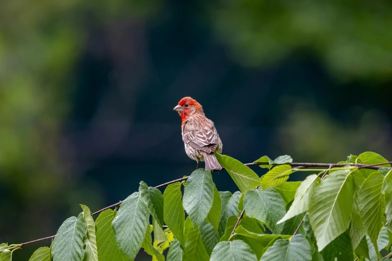 a small red bird sits on top of a leafy nch