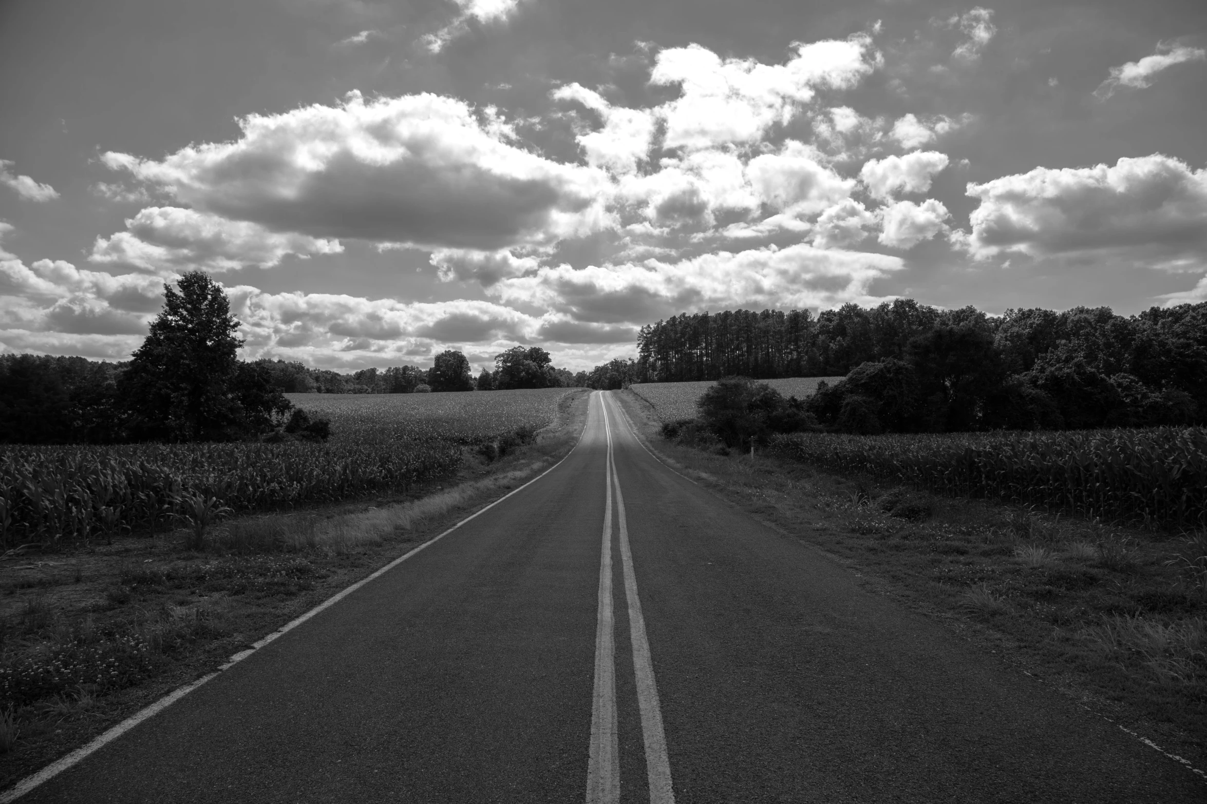 the long stretch of road goes straight ahead, through the trees